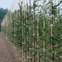 Tonkin-Stab 180 cm ø 15-17 mm, Bund à 100 Stück