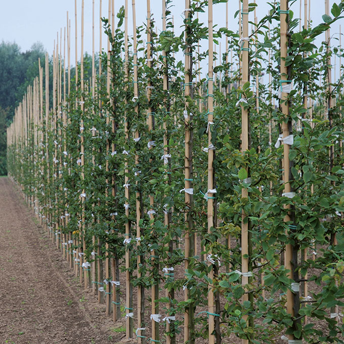 Tonkin-Stab 210 cm ø 20-22 mm, Bund à 50 Stück