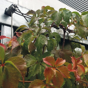 Spalierset GRIPPLE verzinkt