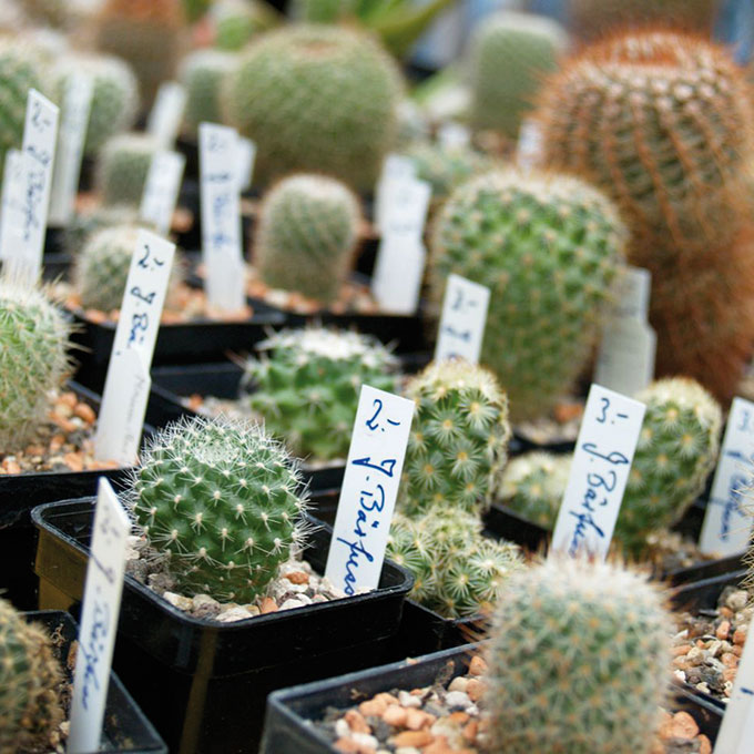 Kakteen-Container schwarz 7x7x8 cm, 600 Stück