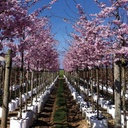 Baumschulcontainer White Bag 45 lt