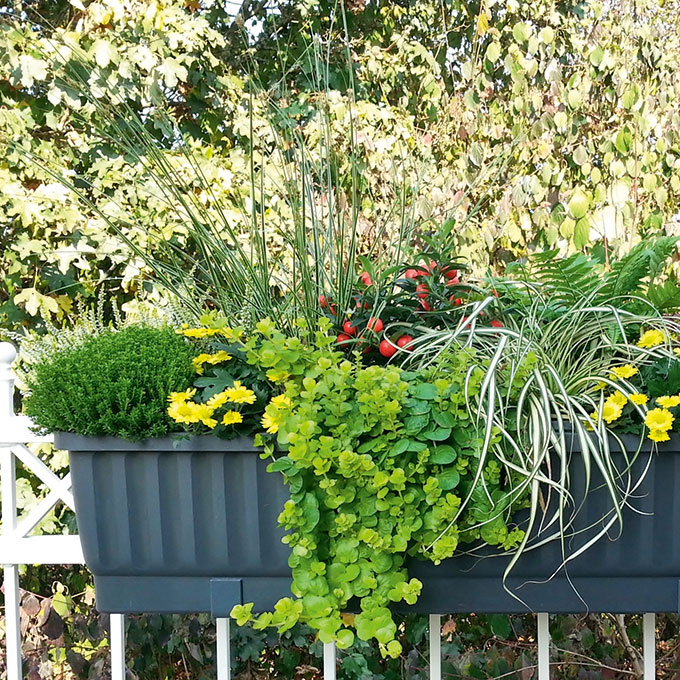 Blumenkasten VENEZIA braun 80 cm, inkl. Wasserstandsanzeiger