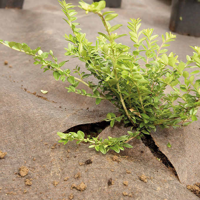 Unkrautvlies PLANTEX GOLD, 100 m lang, 100 cm breit