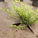 Unkrautvlies PLANTEX GOLD, 100 m lang, 100 cm breit