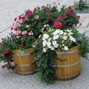 Pflanzenkübel Eiche ø 35 cm