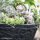 OASIS® BLACK BIOLIT® Pflanzschale ø 35 cm