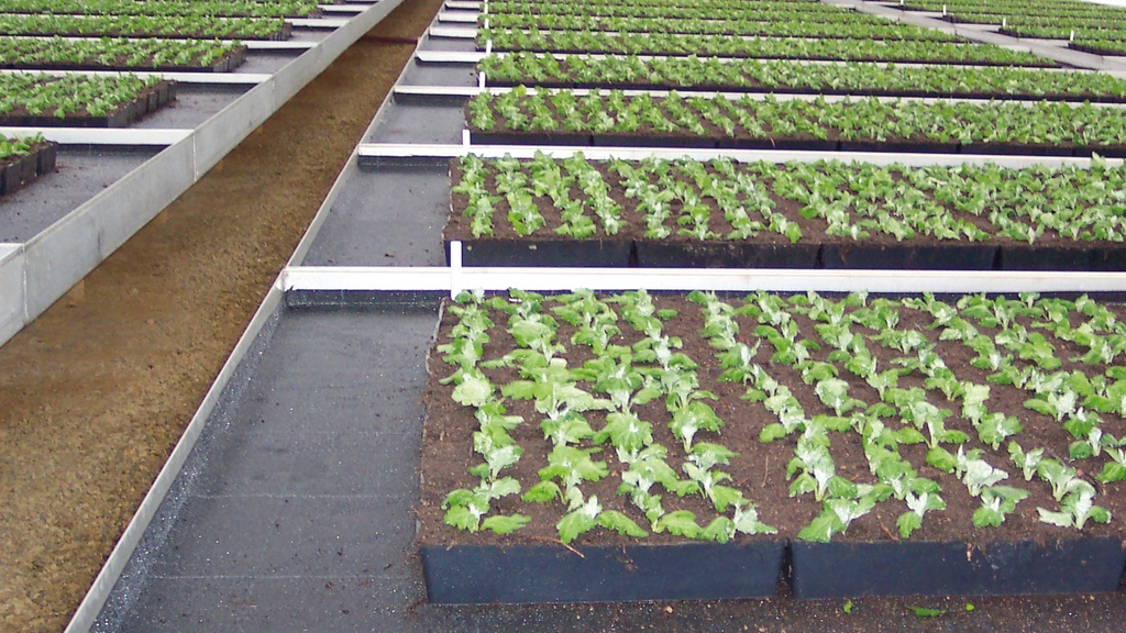 Bewässerungsmatte VIVAPLUS, 300 g/m², 2-lagig, 50 m lang, 125 cm breit