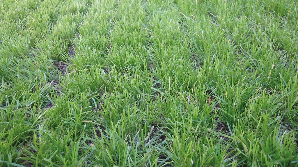 Rasengitterplatte grün 100x100 cm, 45 mm dick