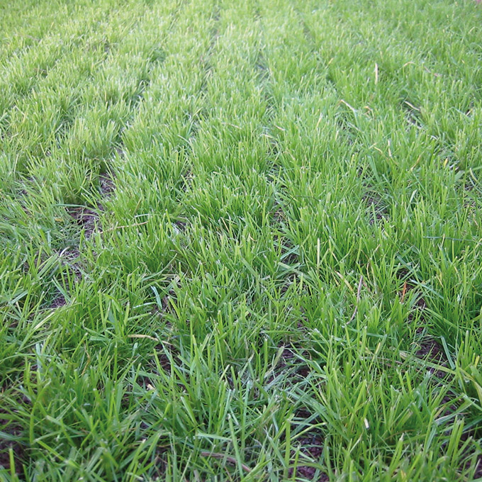 Rasengitterplatte grün 100x100 cm, 45 mm dick