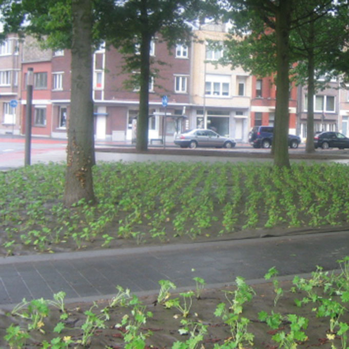 Bio-Bändchengewebe DURACOVER, 130 g/m2, 100 m, 400 cm breit