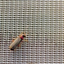 Kulturschutznetz FILBIO, 100 m lang, 220 cm breit