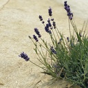 Hanfvlies, 360 g/m², 100 m lang, 87 cm breit