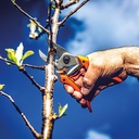 Baumschere LÖWE 8.107, 21 cm lang