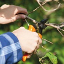 Baumschere PICA 3, Länge 18.2 cm