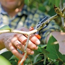 Baumschere PICA 3, Länge 18.2 cm