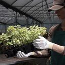 282.550.08_Schutzhandschuhe SHOWA weiss, Grösse 8/L