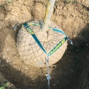 Wurzelballenverankerung GRIPPLE PRBK 3 mit Erdanker