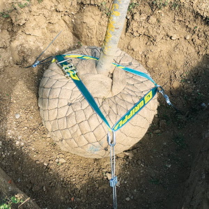 Wurzelballenverankerung GRIPPLE PRBK 4 mit Erdanker