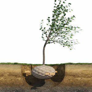 Wurzelballenverankerung ARBRETIO®