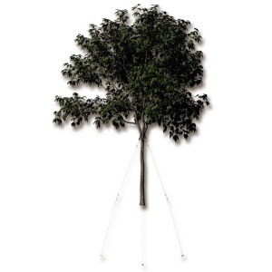 Baumverankerung GRIPPLE TGK 3