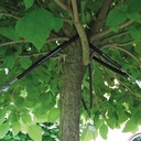 Baumverankerung GRIPPLE TGK 3