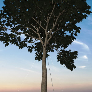 Baumverankerung GRIPPLE TGK 5