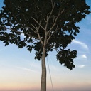 Baumverankerung GRIPPLE TGK 5