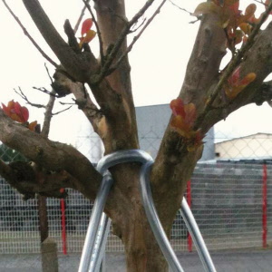 Baumverankerung, Baumhöhe 2-4.5 m