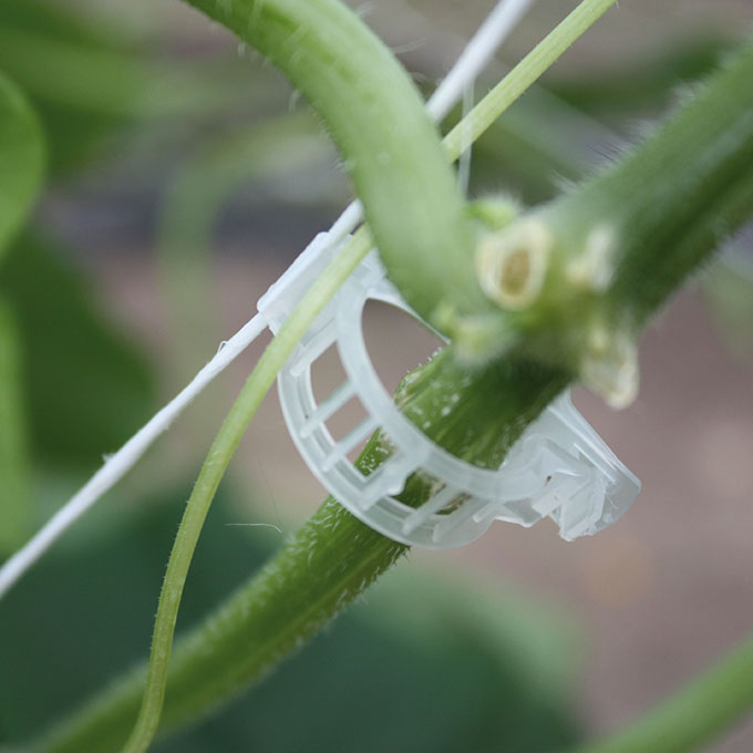 Pflanzenbefestigungsclip 22 mm terracotta, 10'000 Stück