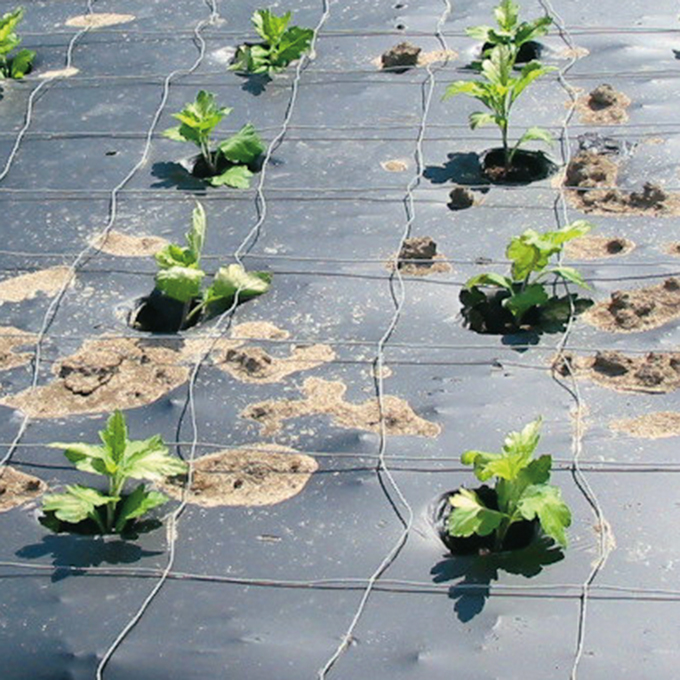 Paillis BIO, 100% biodégradable, largeur 100 cm