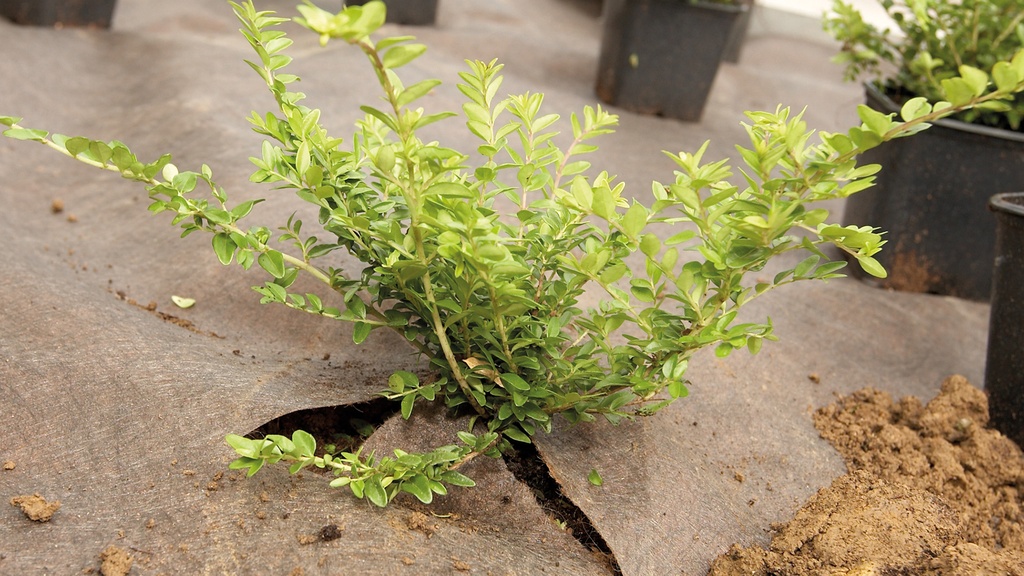 Toison contre mauvaises herbes PLANTEX GOLD, 125 g/m², longueur 100 m, largeur 100 cm