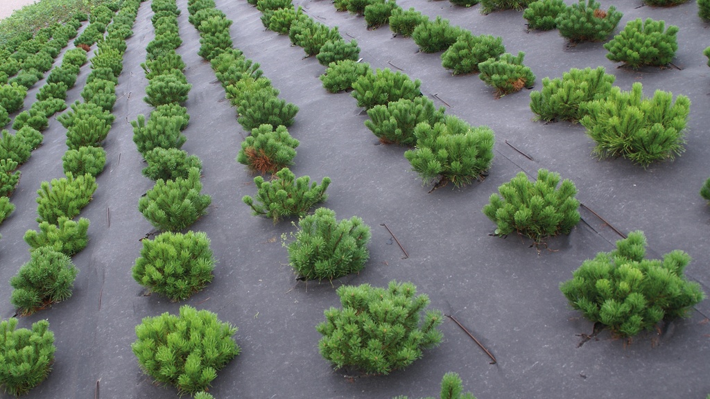 Bio-Unkrautvlies BIOCOVERS, 157 g/m², 50 m lang, 400 cm breit