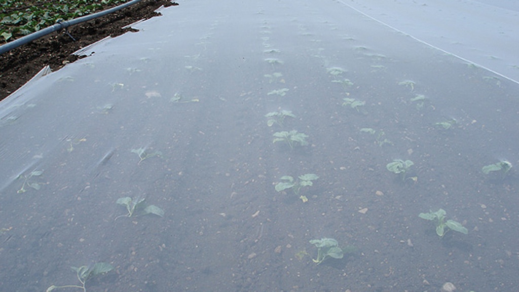 Filet de protection FILBIO 17 g/m², longueur 100 m, largeur 220 cm