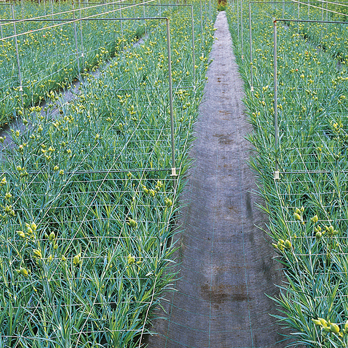 Blumenstütznetz aus Kunststoff 118 cm breit, 170x150 mm