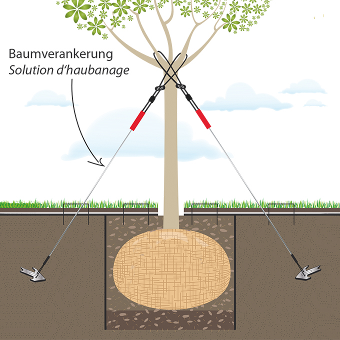 Baumverankerung, Baumhöhe 2-4.5 m