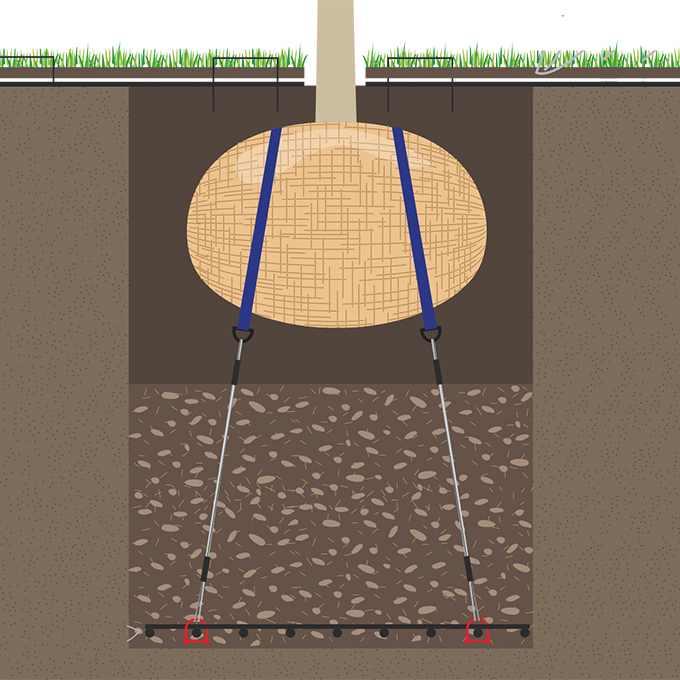 Wurzelballenverankerung mit Schäkel, Baumhöhe 2-4 m