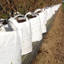 Baumschulcontainer White Bag 750 lt