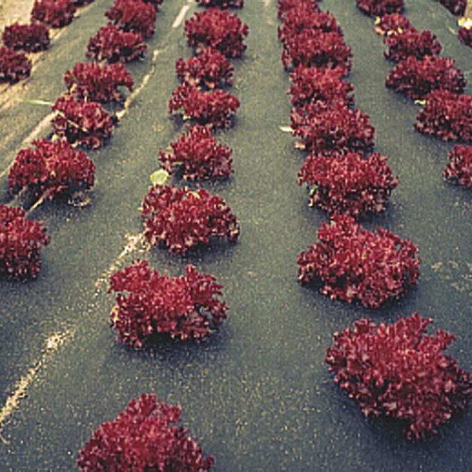 Voile de paillage COVERTAN, largeur 150 cm