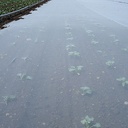 Kulturschutznetz FILBIO 17 g/m², 100 m lang, 420 cm breit