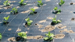 [135.400] Mulchfolie BIO, 100 m lang, 100 cm breit