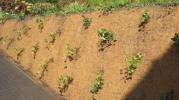 [137.210] Böschungsmatte PLANTEX® COCOMAT, 540 g/m², 22.5 m lang, 240 cm breit