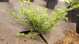 [137.050] Toison contre mauvaises herbes PLANTEX GOLD, 125 g/m², longueur 100 m, largeur 100 cm