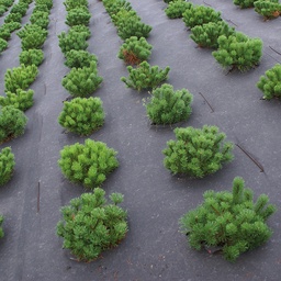 [135.955] Bio-Unkrautvlies BIOCOVERS, 100 m lang, 200 cm breit