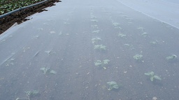 [135.600] Kulturschutznetz FILBIO 17 g/m², 100 m lang, 220 cm breit