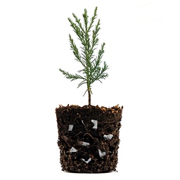 [202.734.1] Cube non-tissé LITE-CUBES BIO1, sac de 50 litres