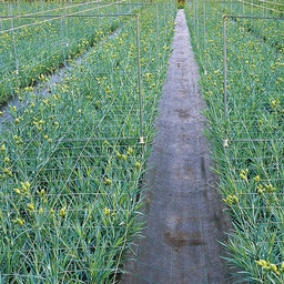 [201.180] Blumenstütznetz aus Kunststoff 102 cm breit, 170x150 mm