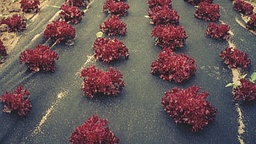 [135.300] Mulchvlies COVERTAN 50 g/m², 250 m lang, 120 cm breit