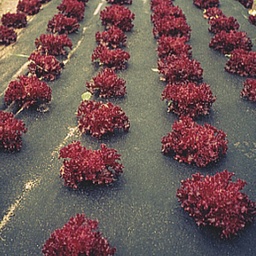 [135.300] Mulchvlies COVERTAN, 250 m lang, 120 cm breit